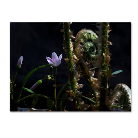 Kurt Shaffer 'Flowers And Fronds' Canvas Art,24x32